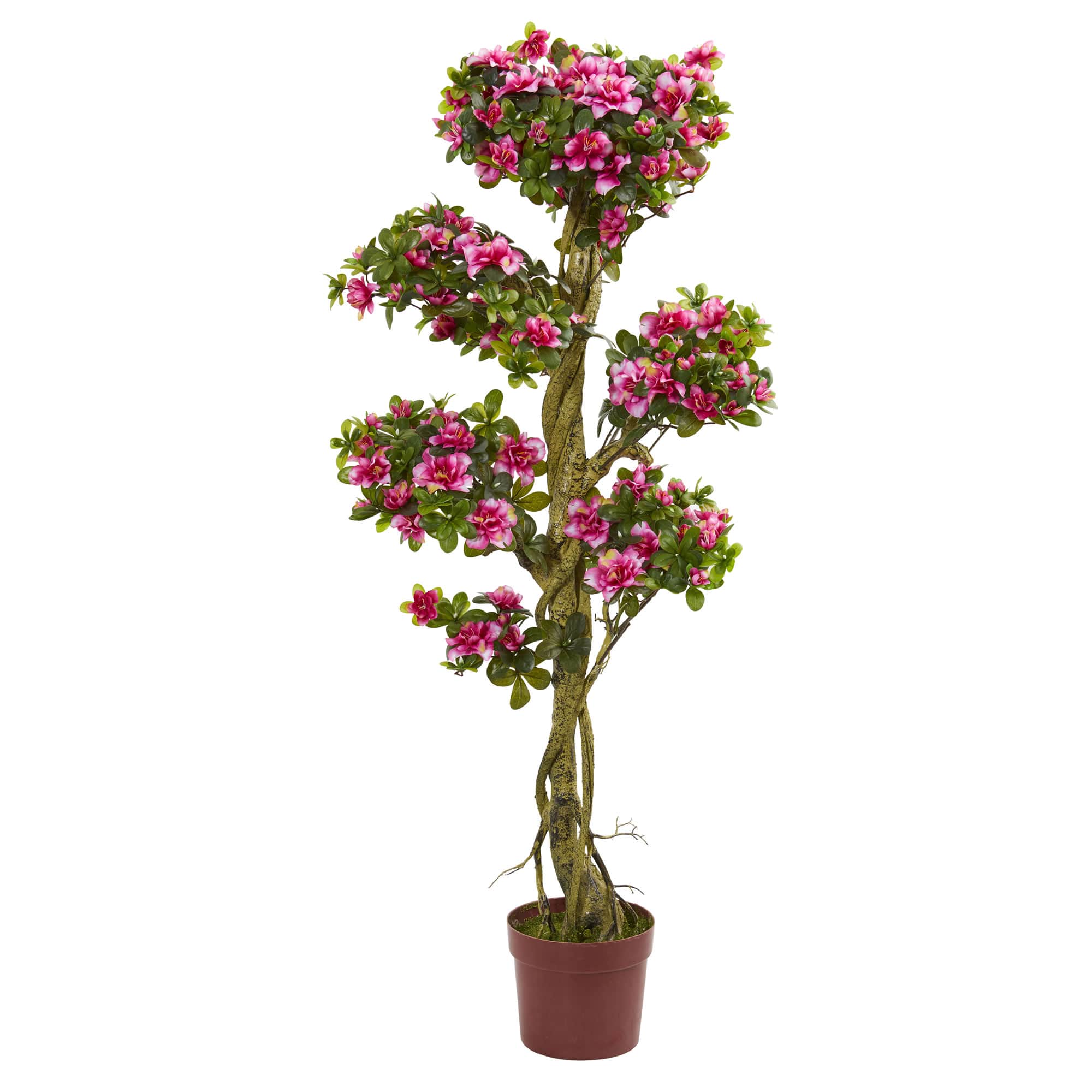 5ft. Potted Azalea Tree